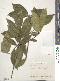 Image of Garcinia buchananii