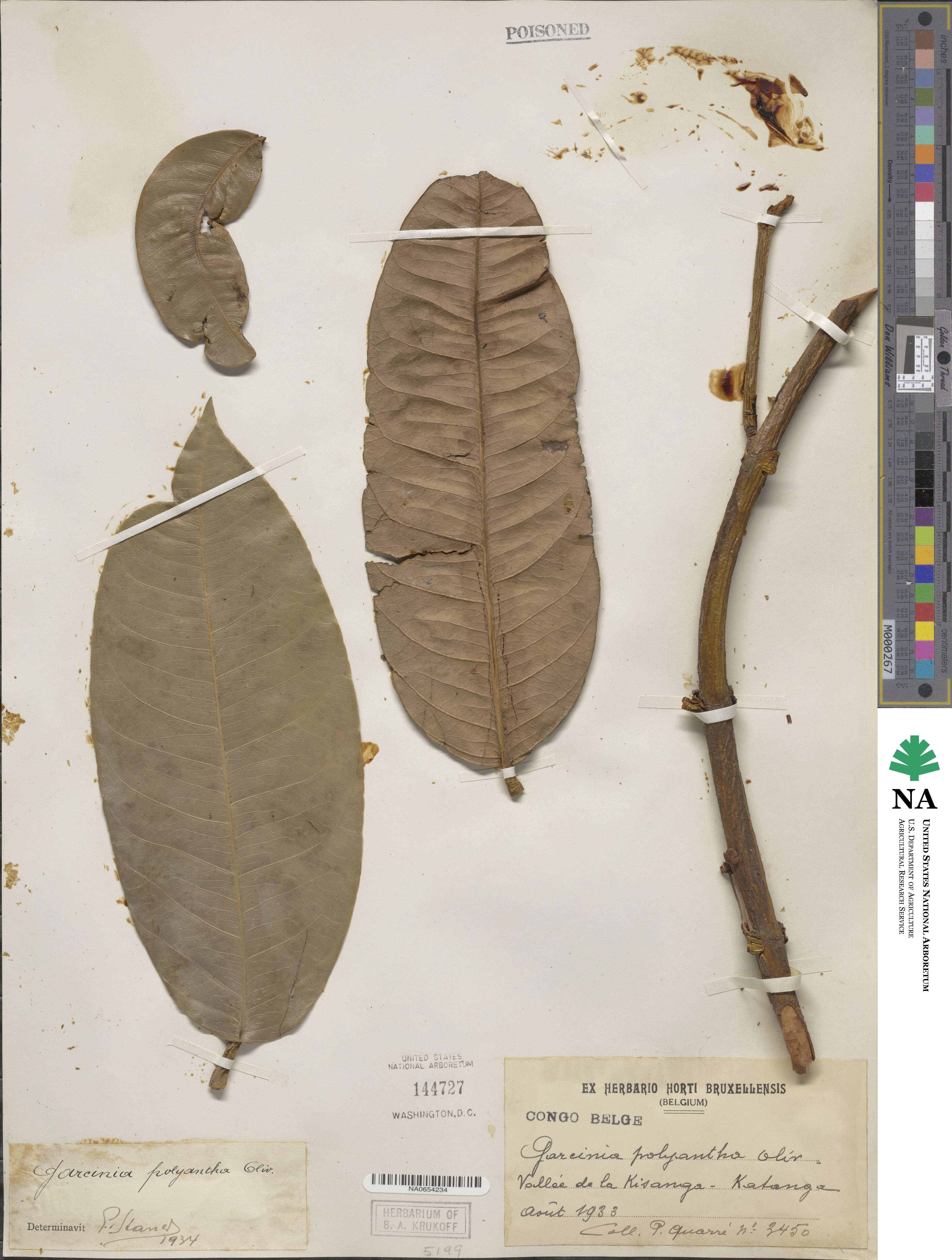 Garcinia smeathmannii image