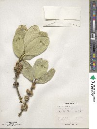 Garcinia spicata image