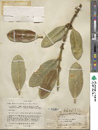 Garcinia spicata image