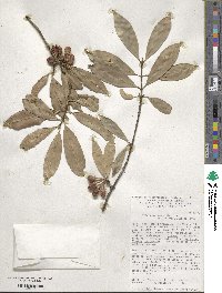 Symphonia globulifera image