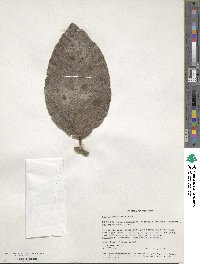 Image of Dipterocarpus intricatus