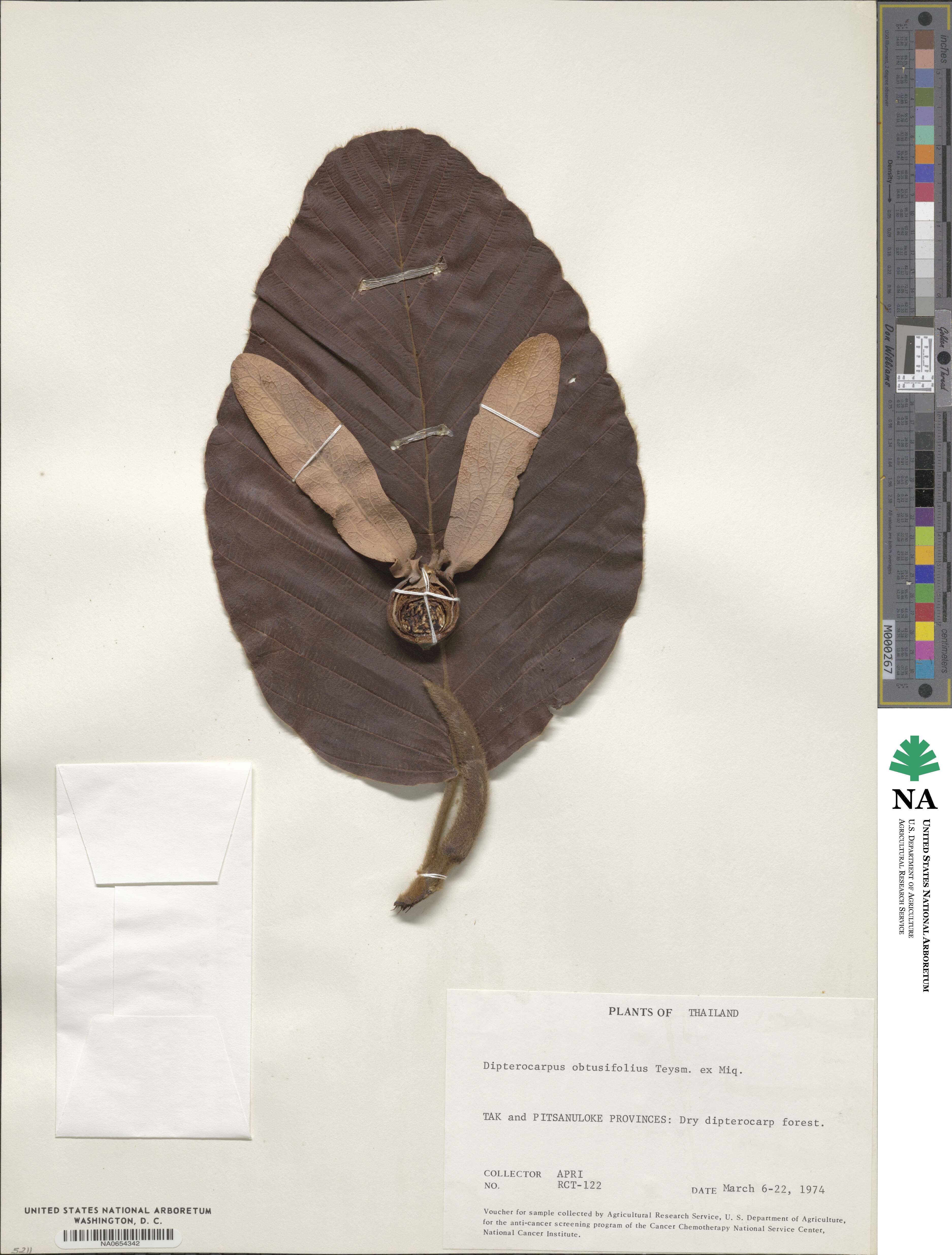 Dipterocarpus obtusifolius image