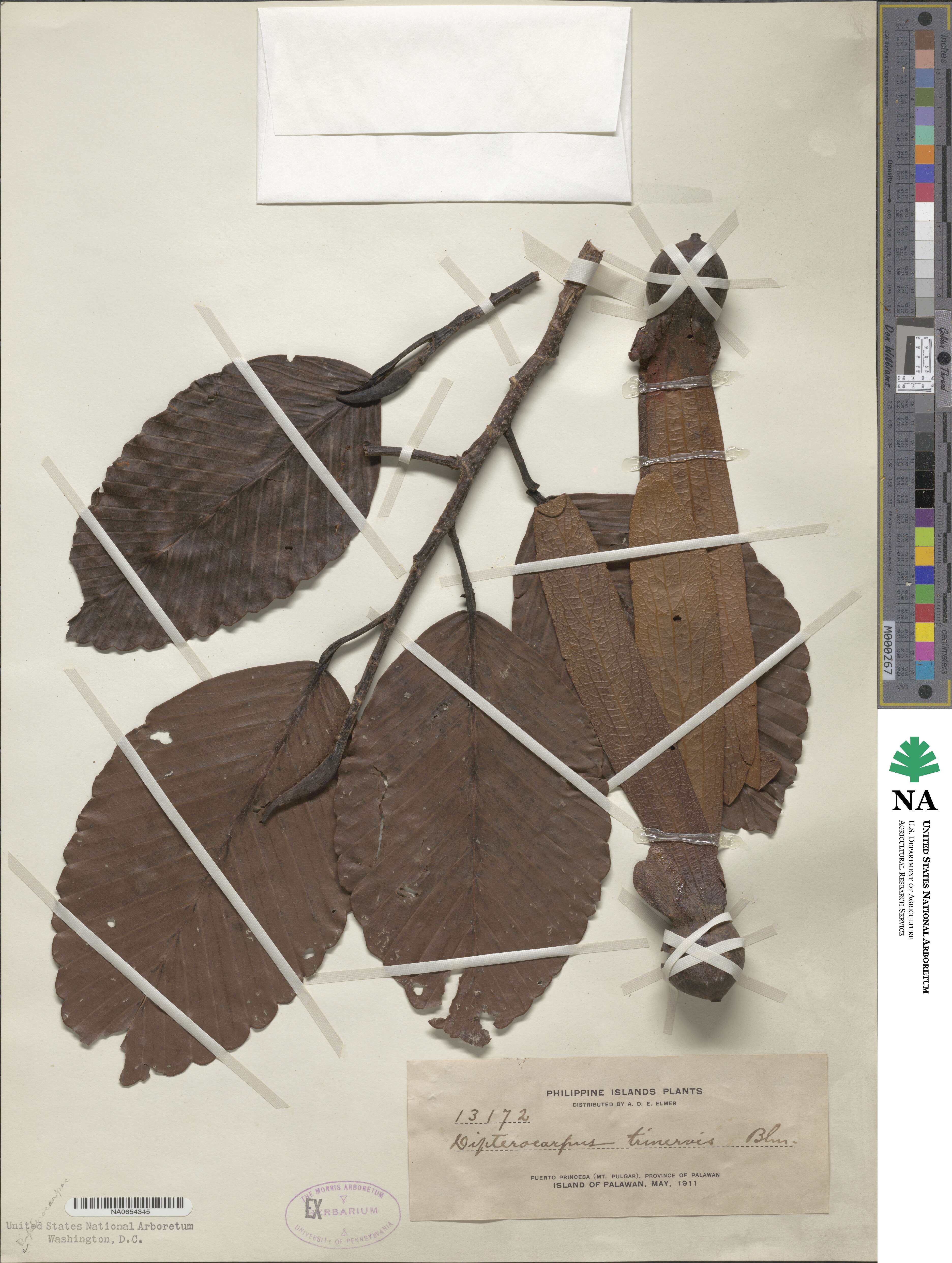Dipterocarpus trinervis image