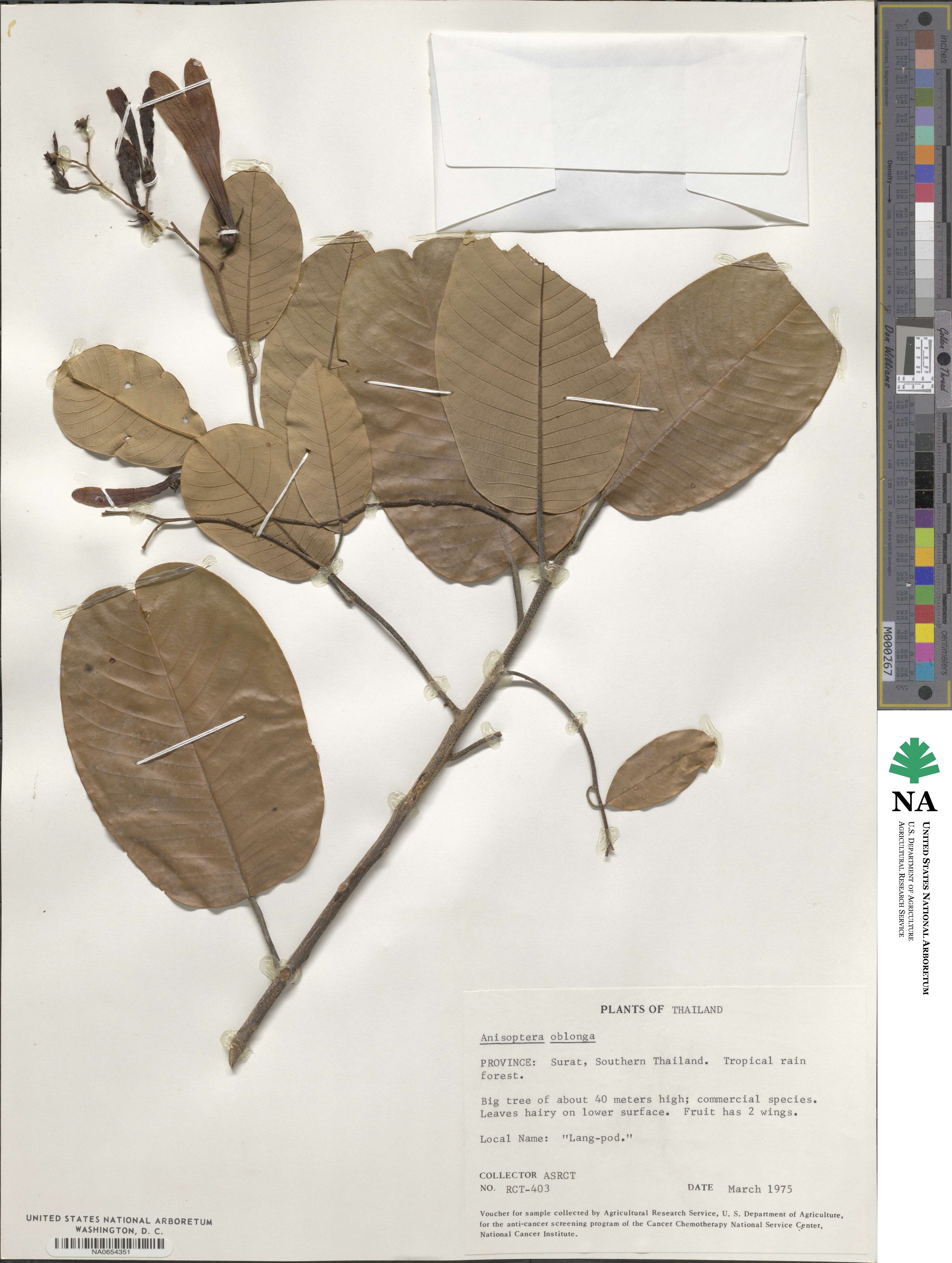 Anisoptera image