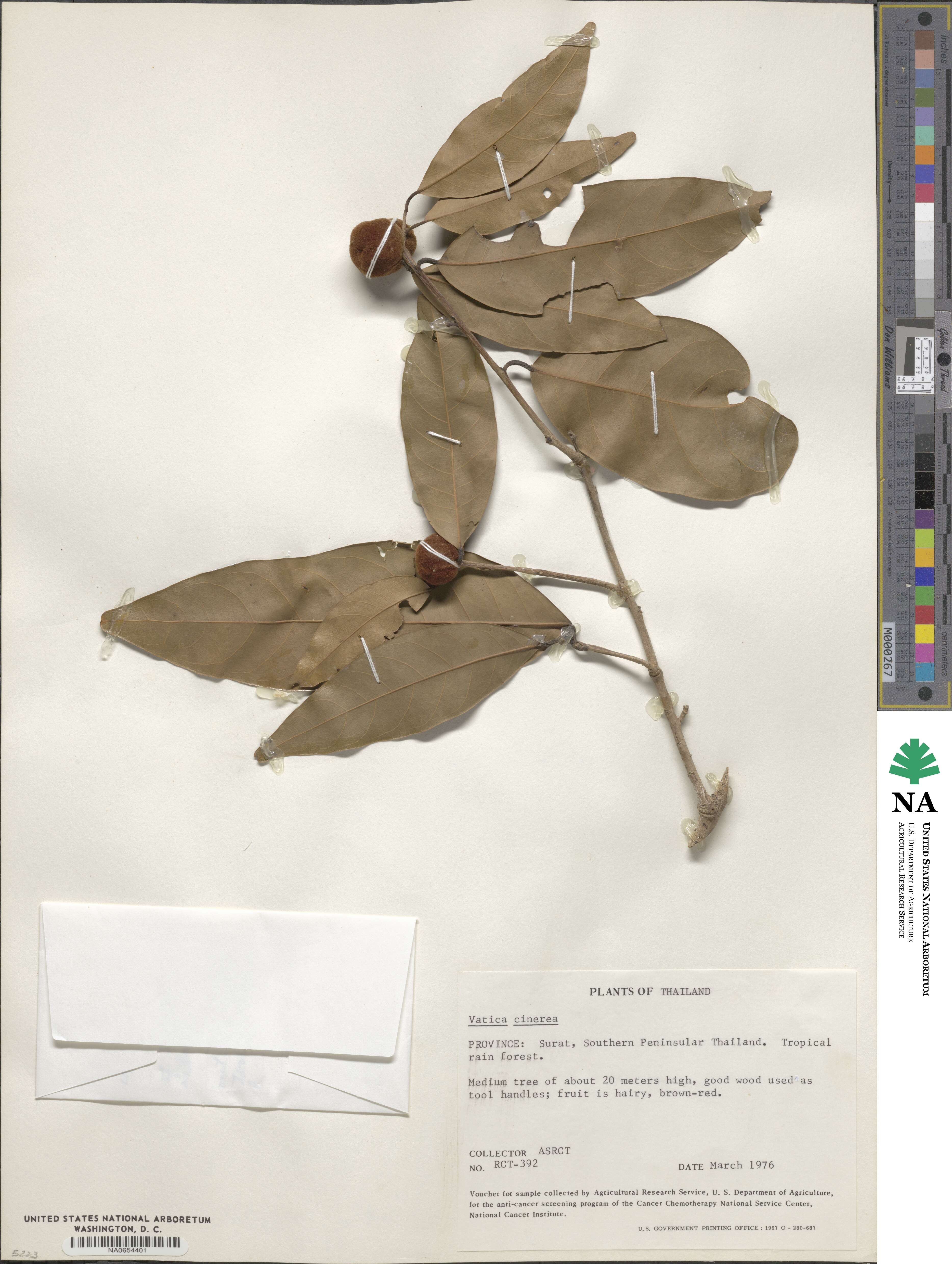 Vatica harmandiana image