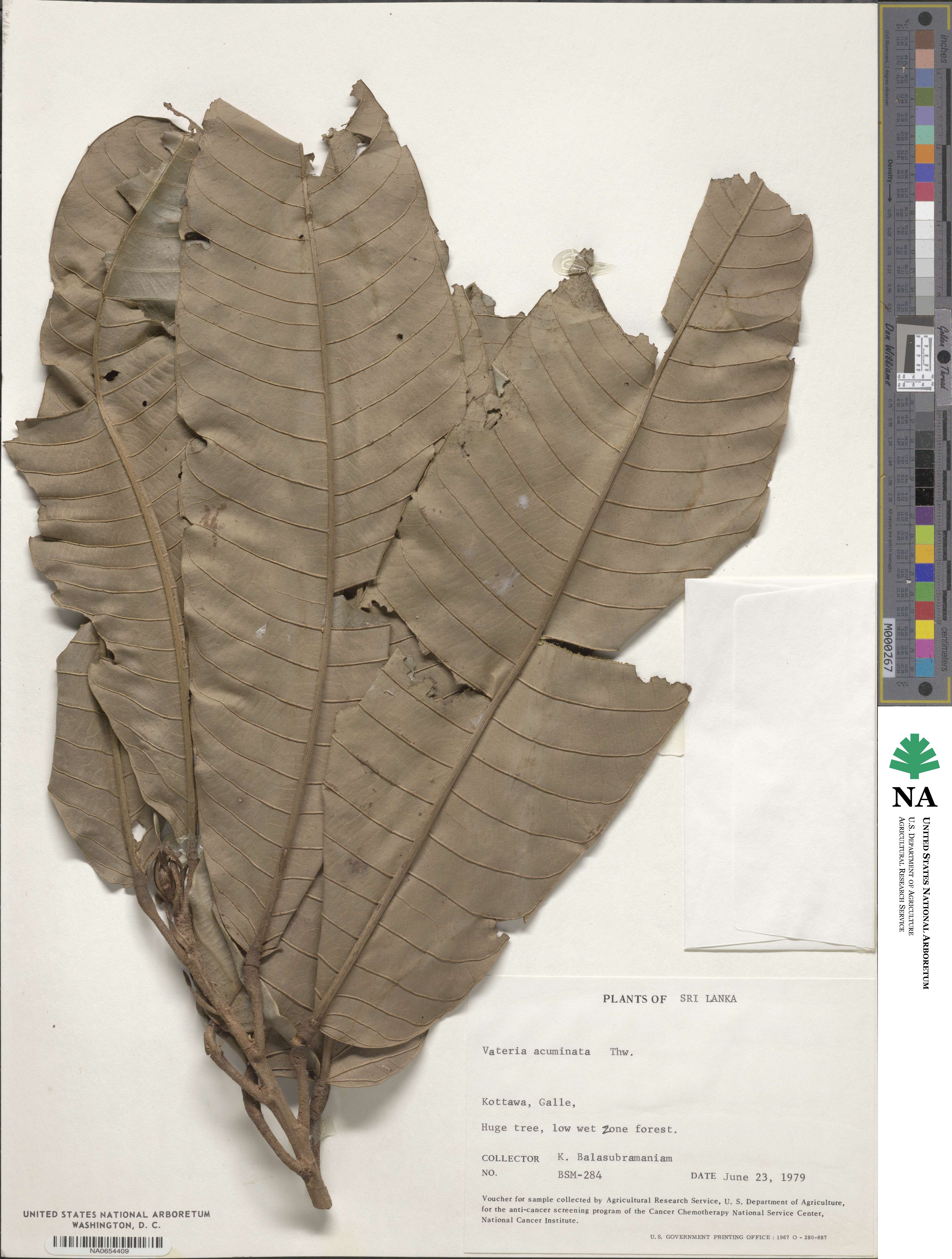 Dipterocarpoideae image