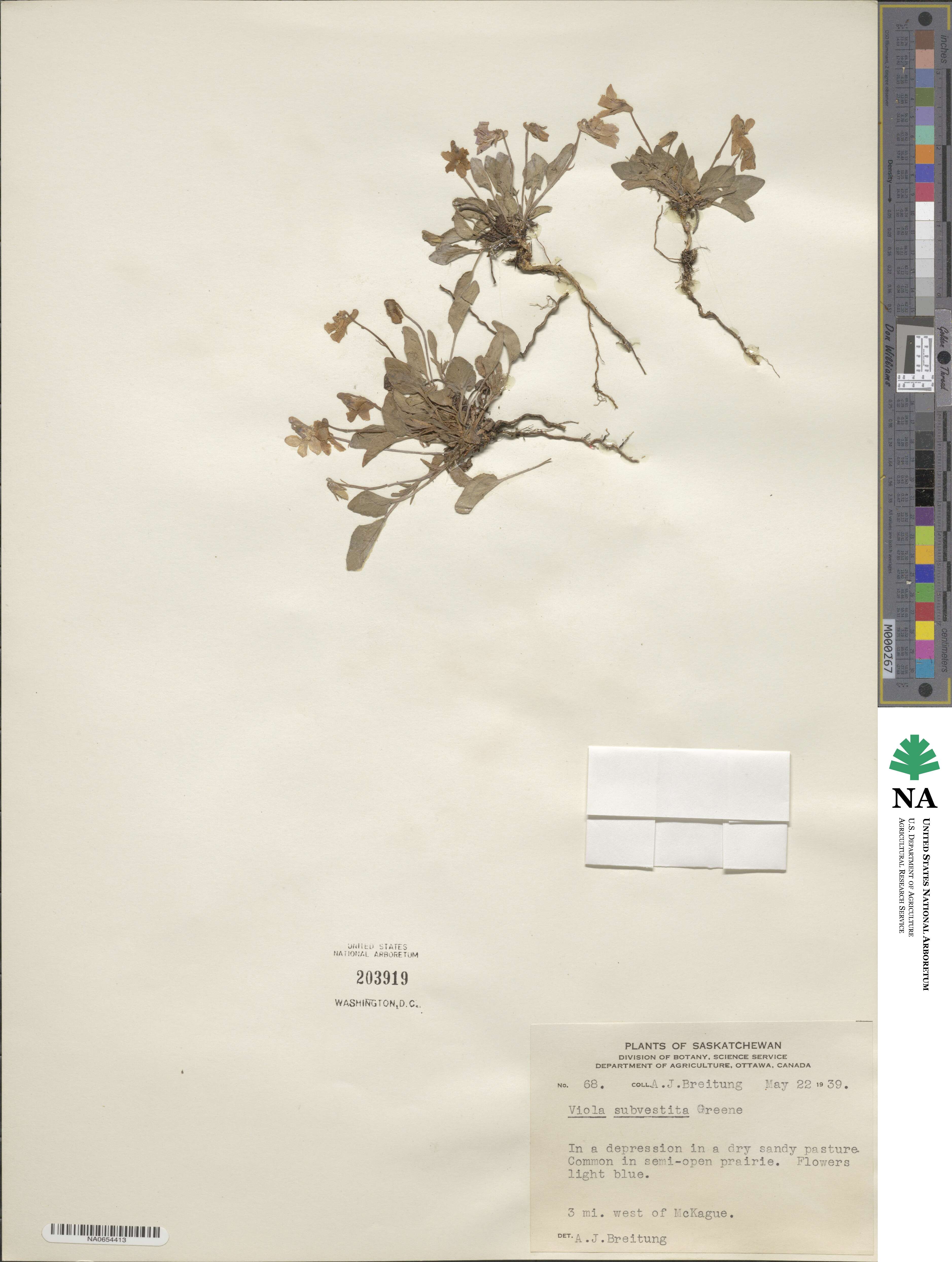 Viola adunca subsp. adunca image