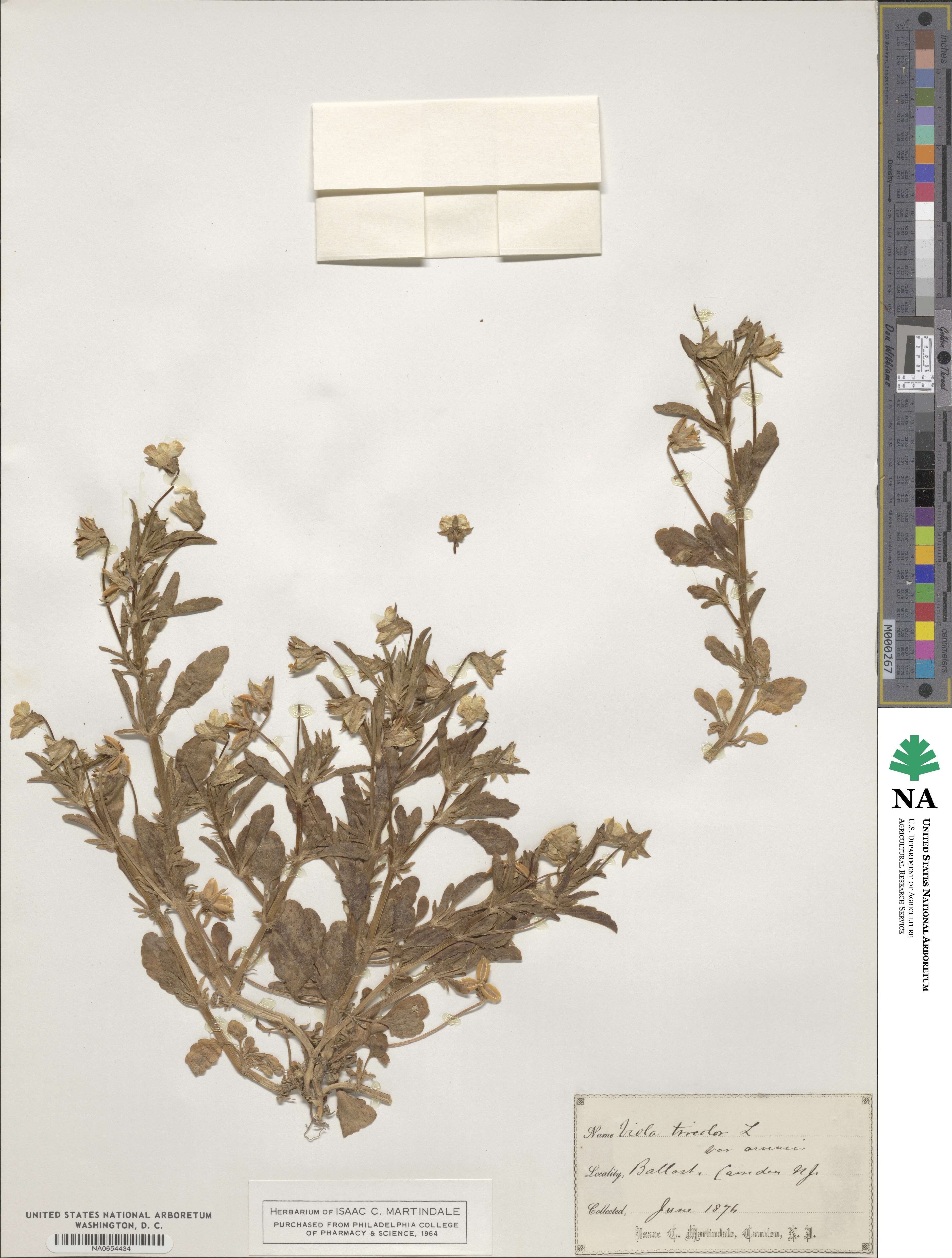 Viola arvensis subsp. arvensis image