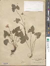 Viola palmata image