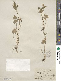 Viola palmata image