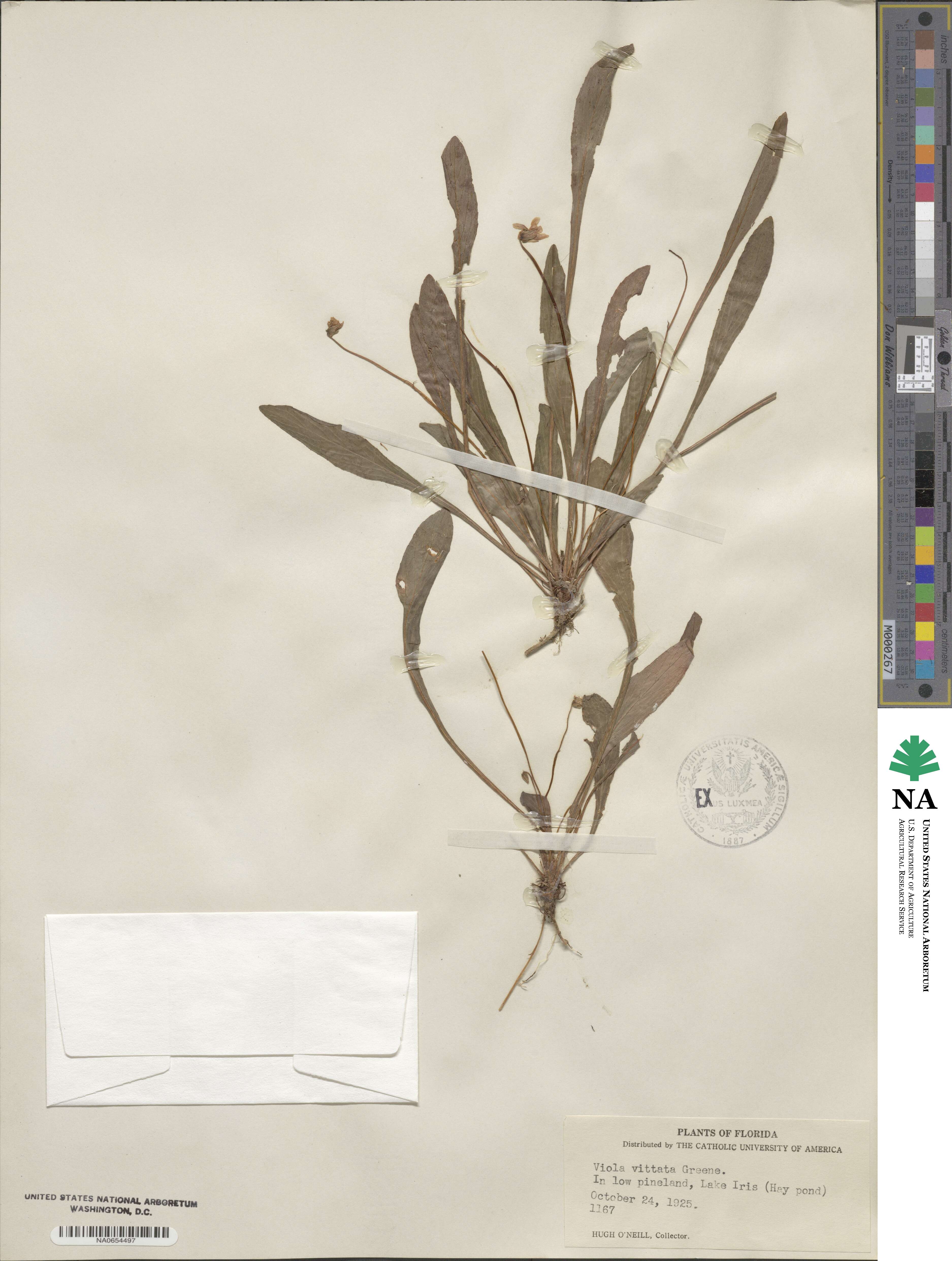 Viola vittata image