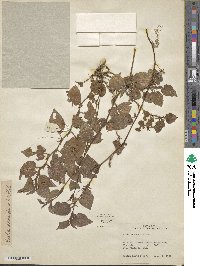 Viola scandens image