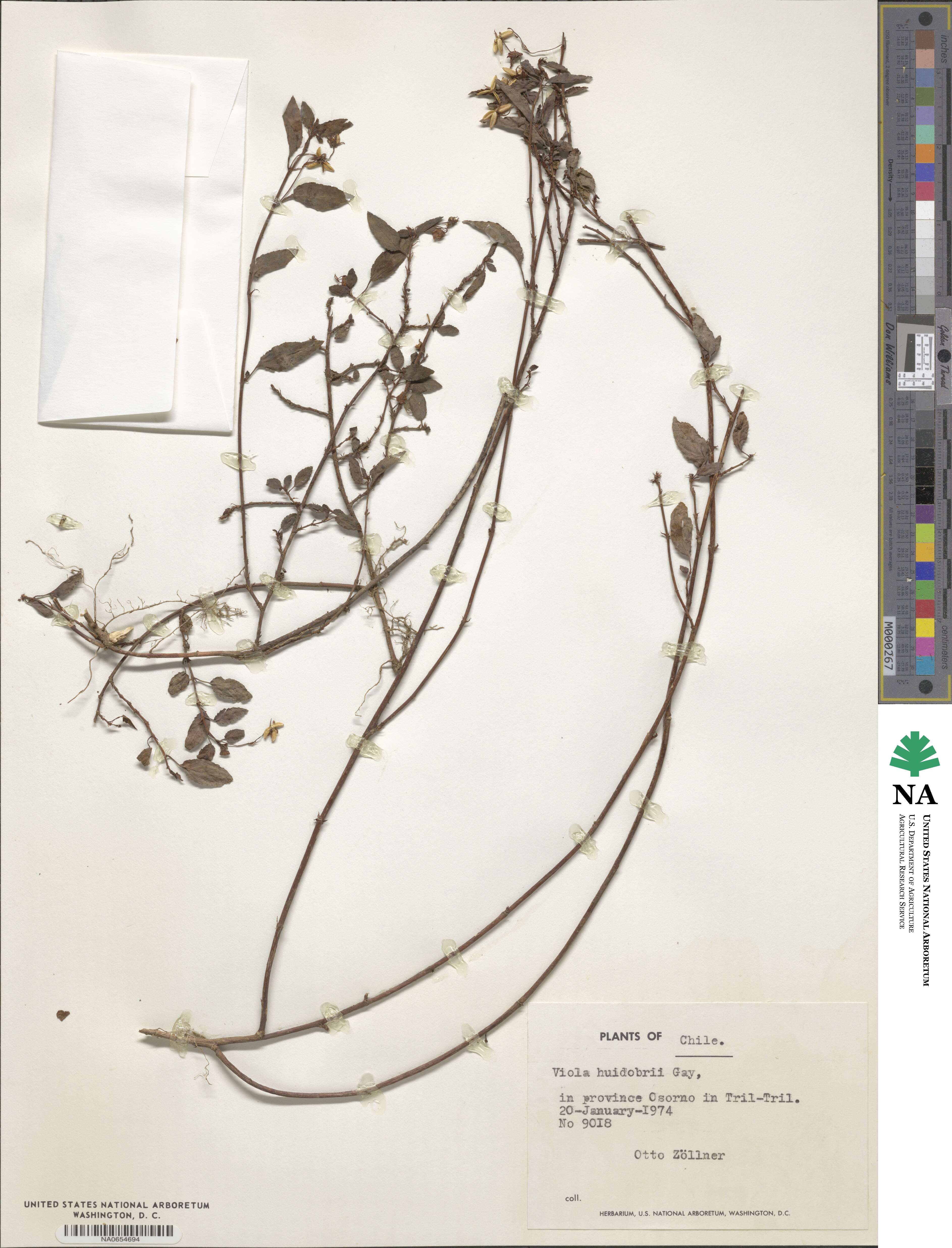 Viola huidobrii image