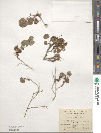 Viola magellanica image