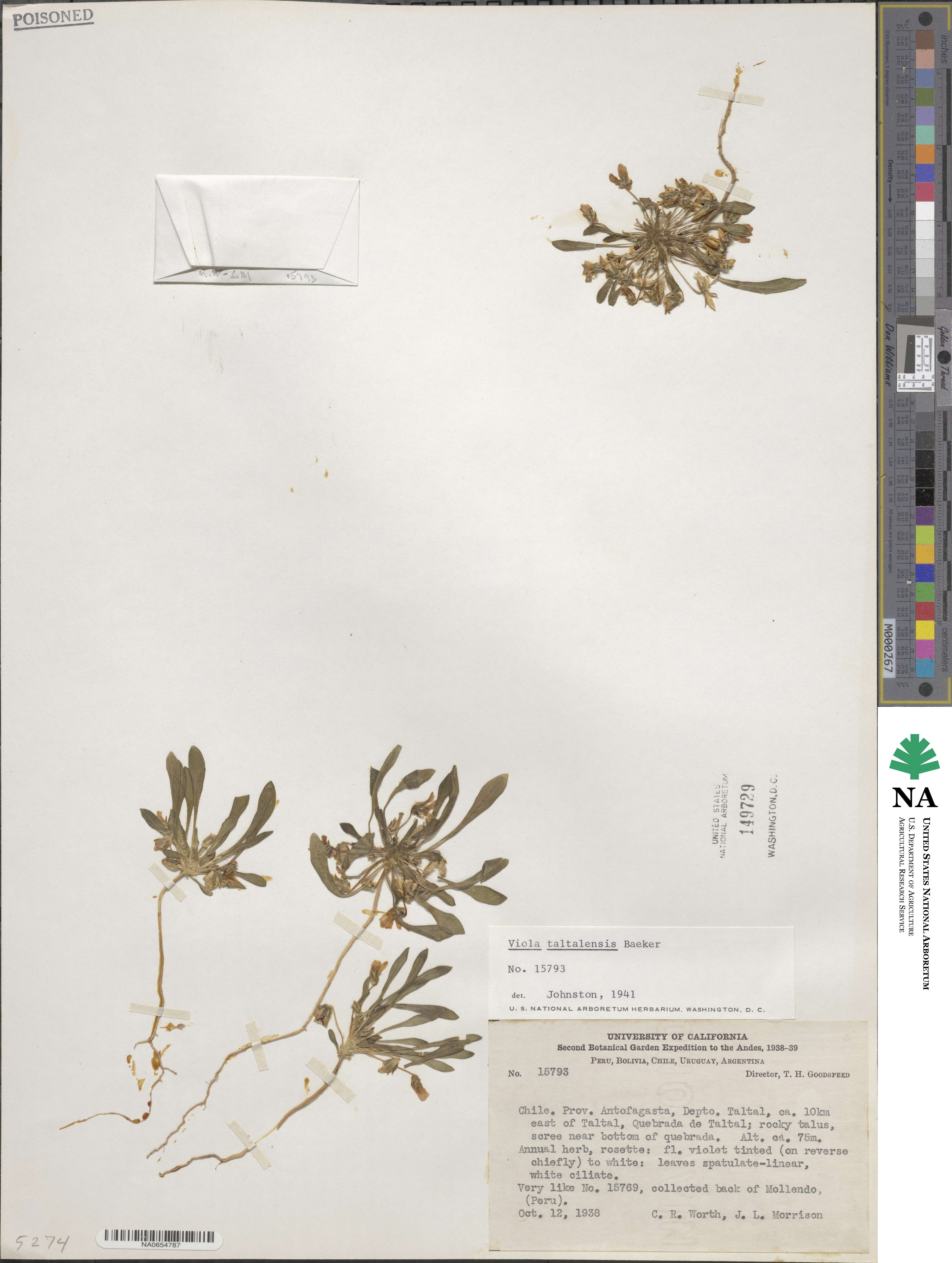 Viola taltalensis image