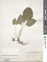 Image of Viola ambigua