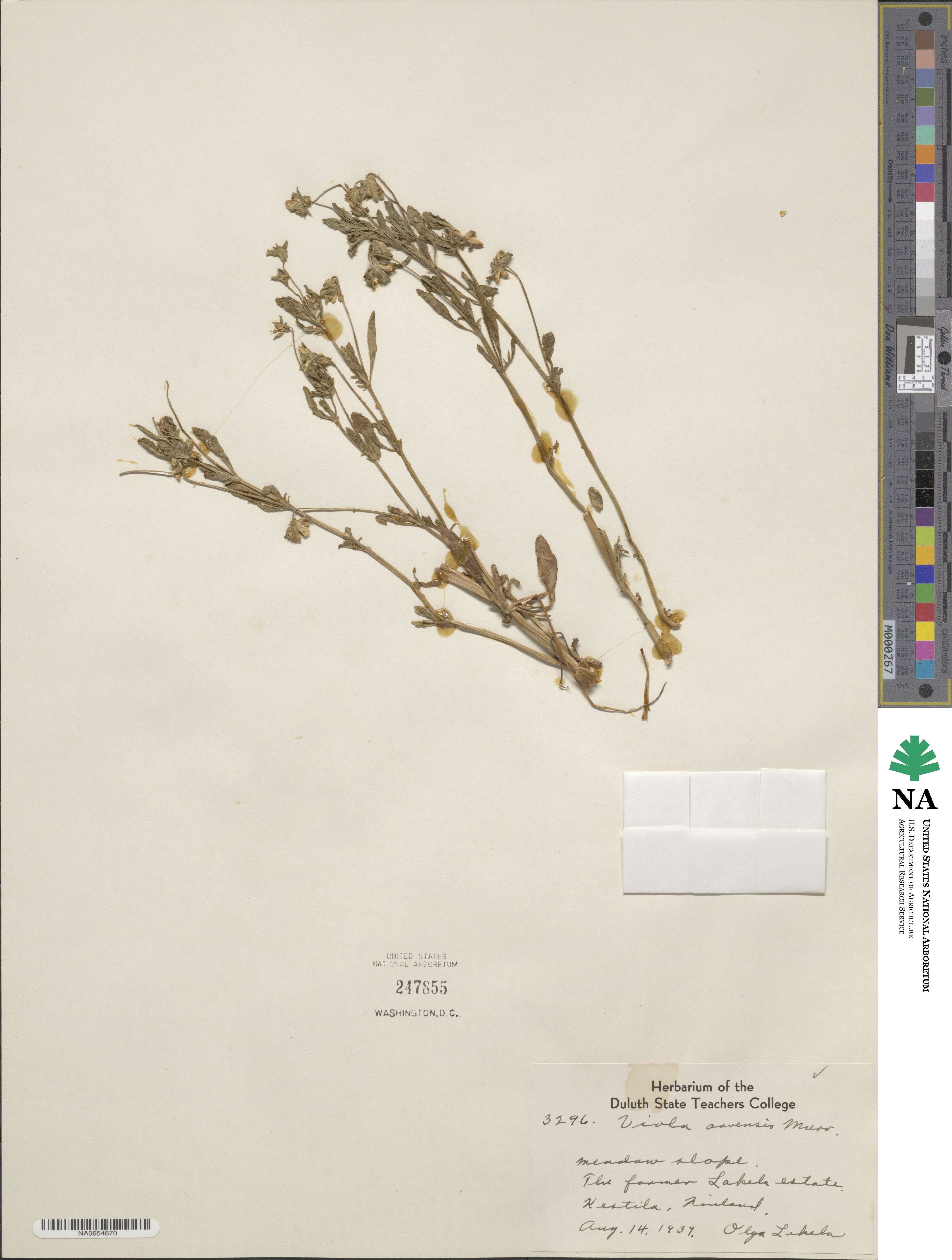 Viola arvensis image