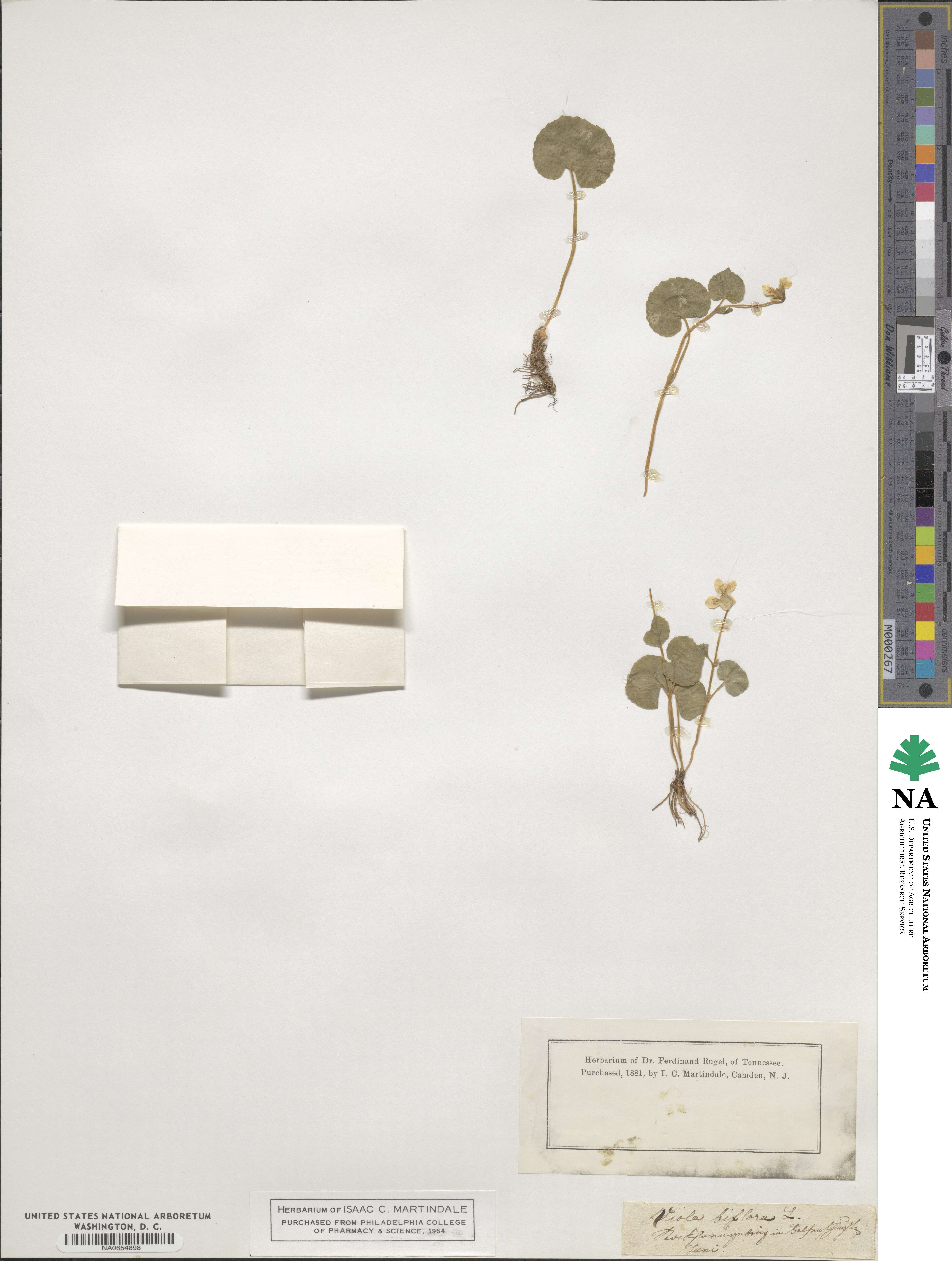 Viola biflora image