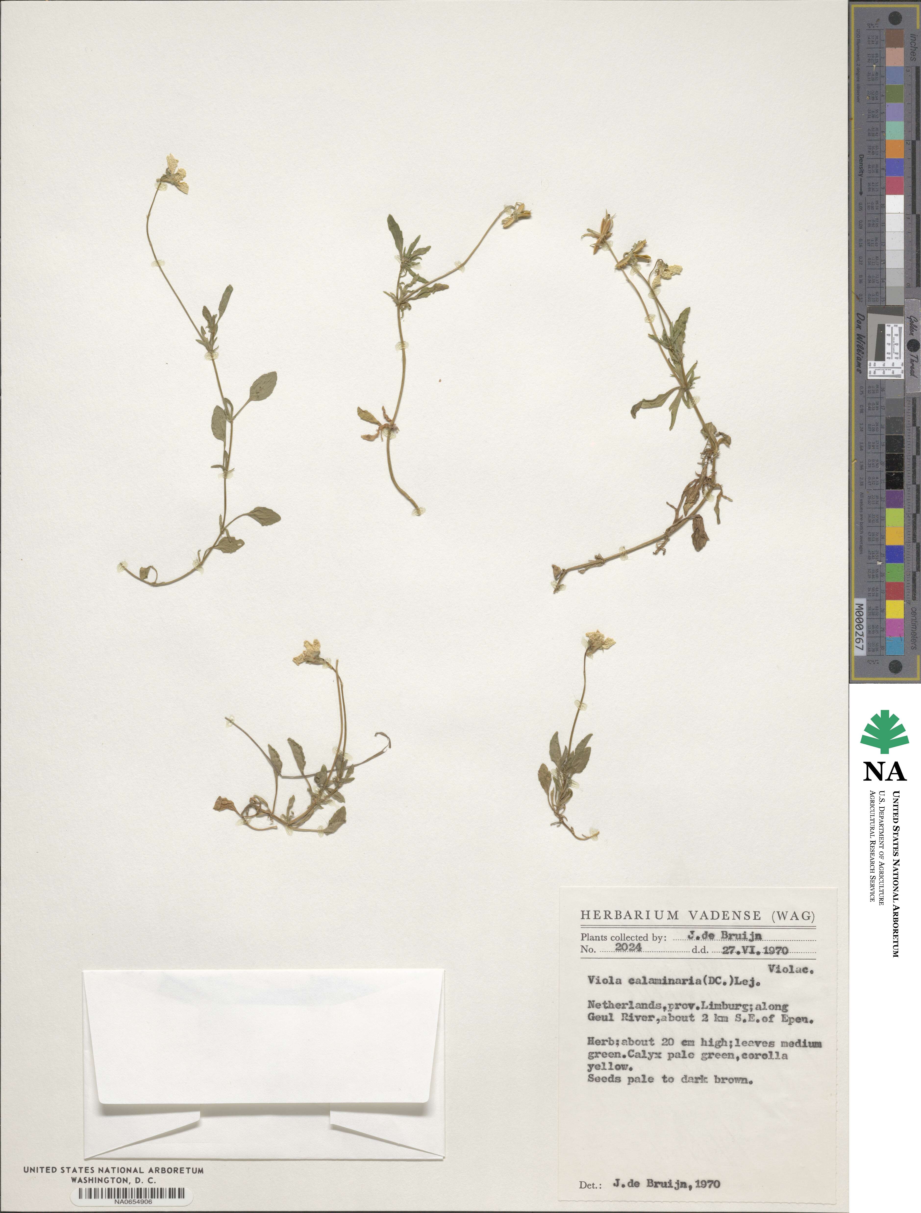 Viola lutea subsp. calaminaria image