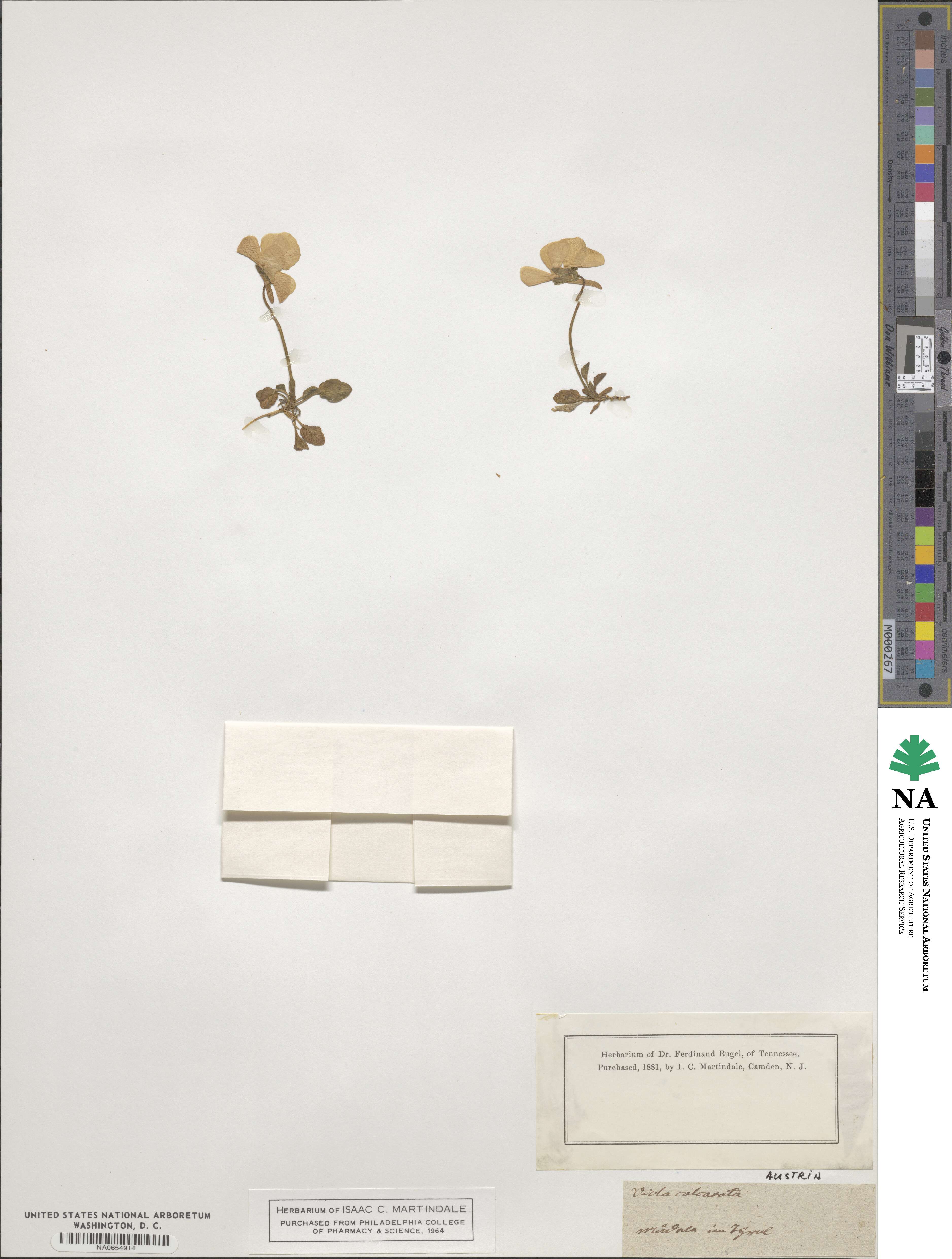 Viola calcarata image