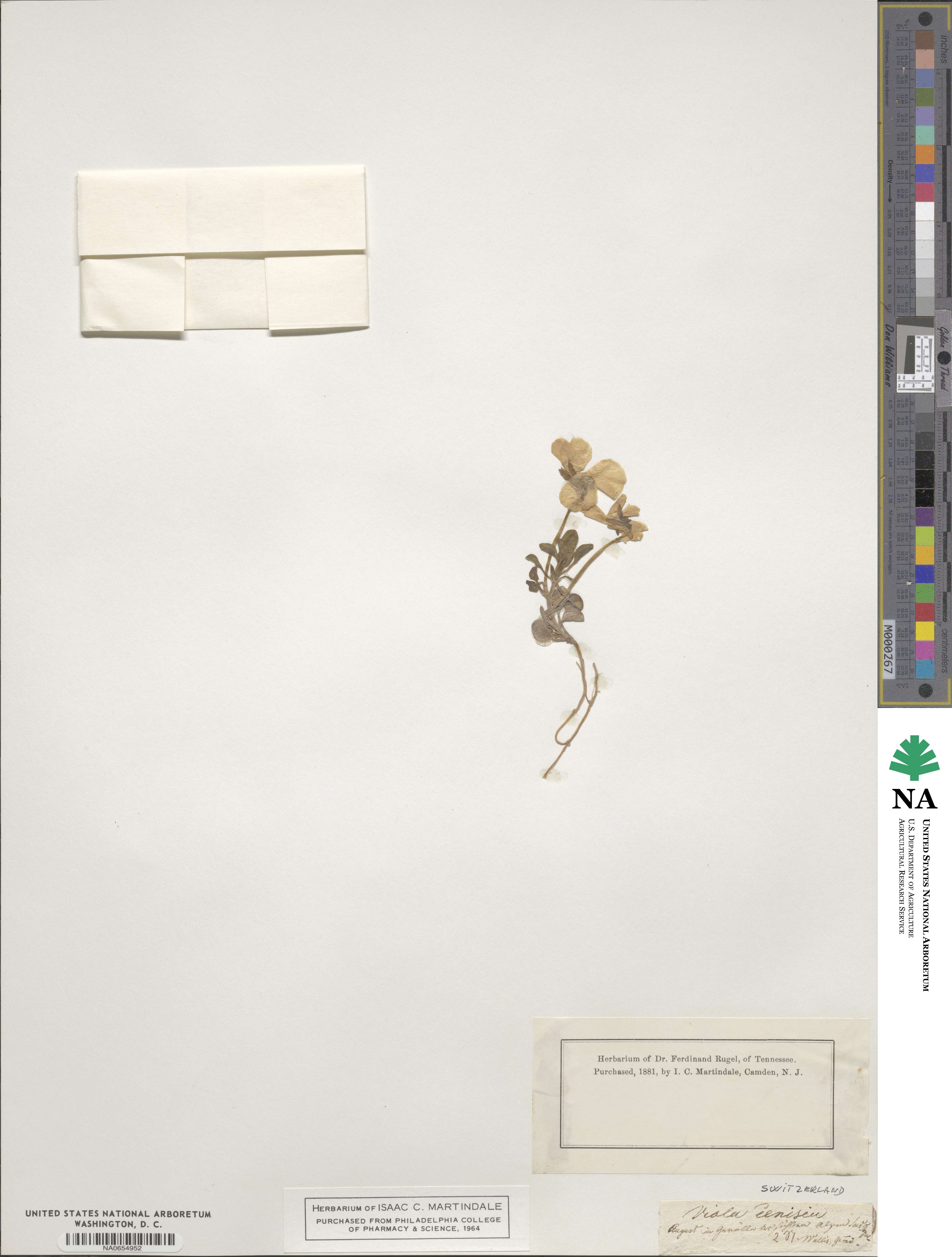 Viola cenisia image