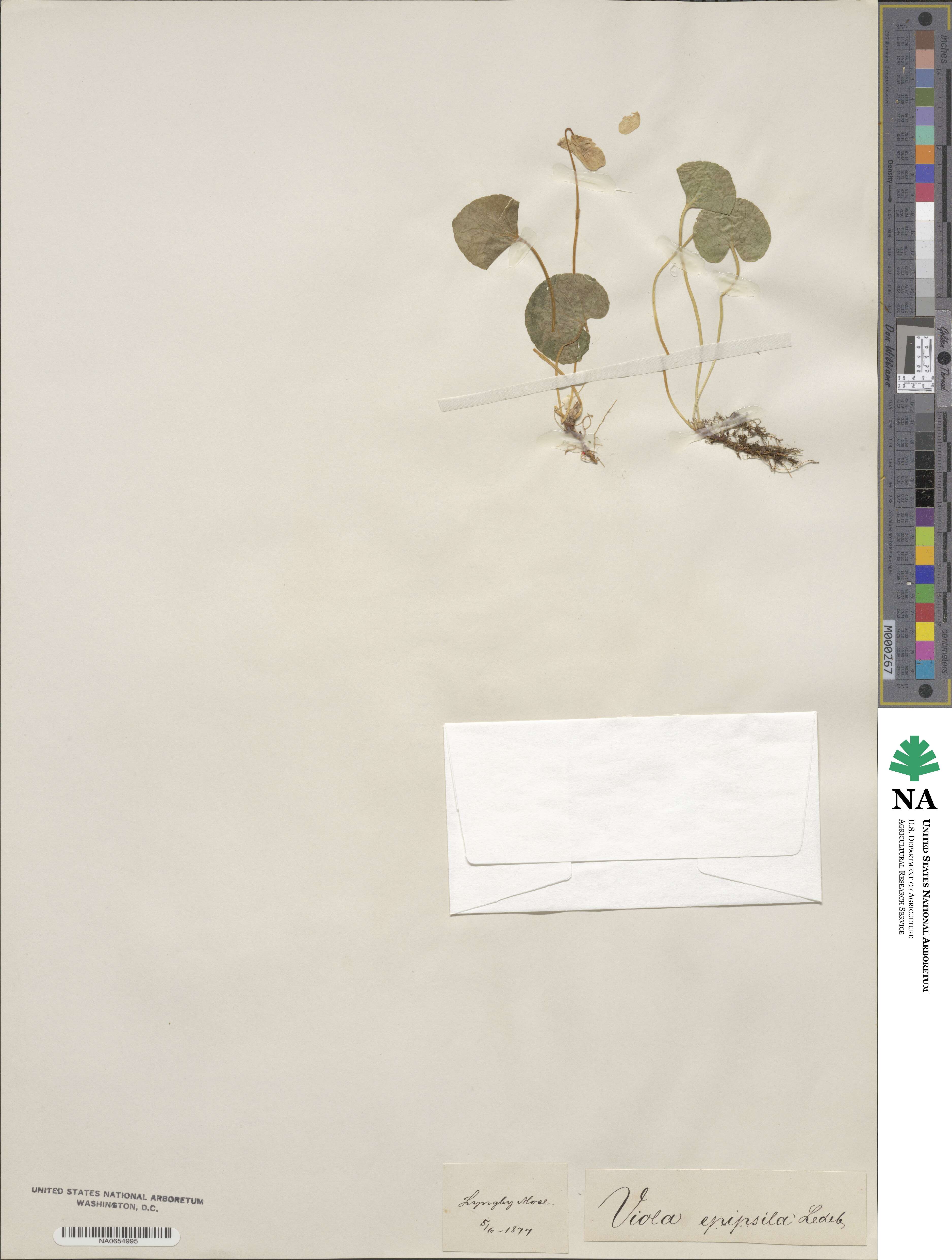 Viola epipsila image