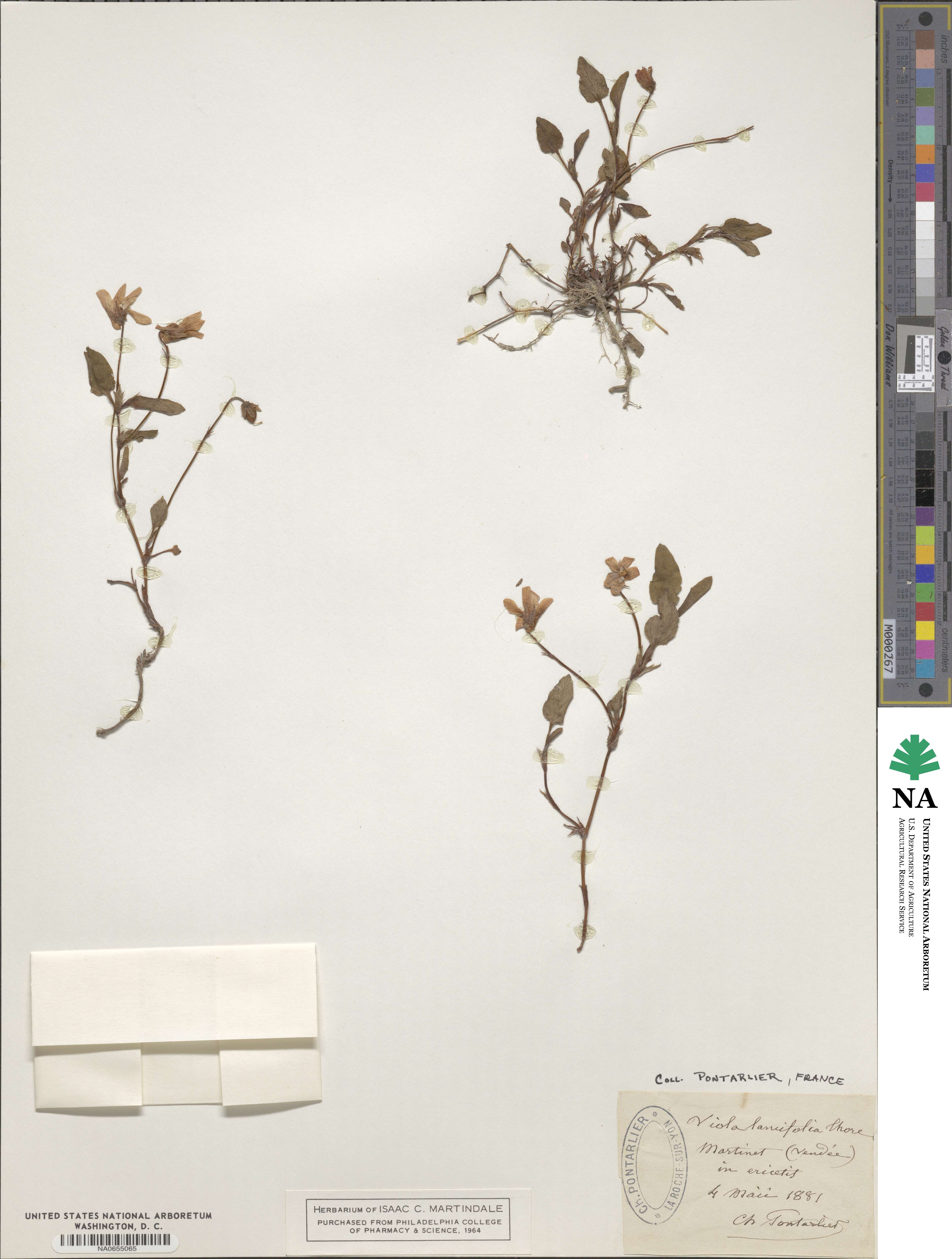 Viola lancifolia image