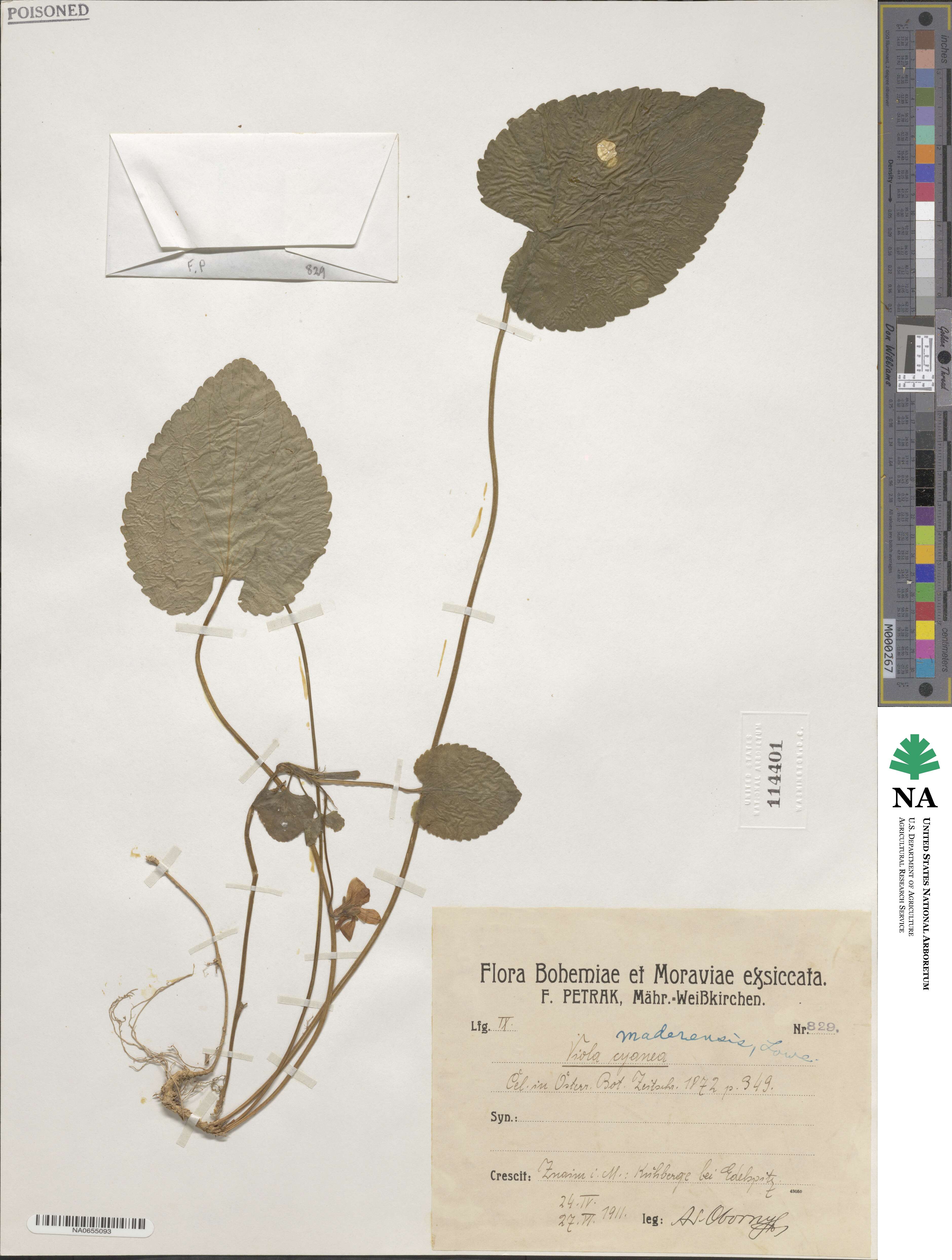 Viola odorata subsp. maderensis image