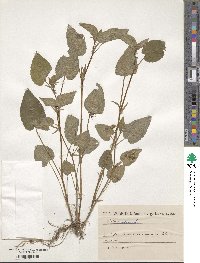 Viola lobata image