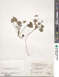 Viola odorata image