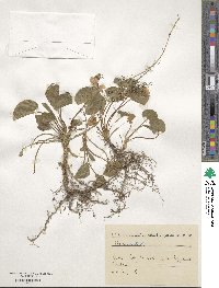 Viola odorata image