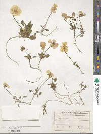 Viola oreades image