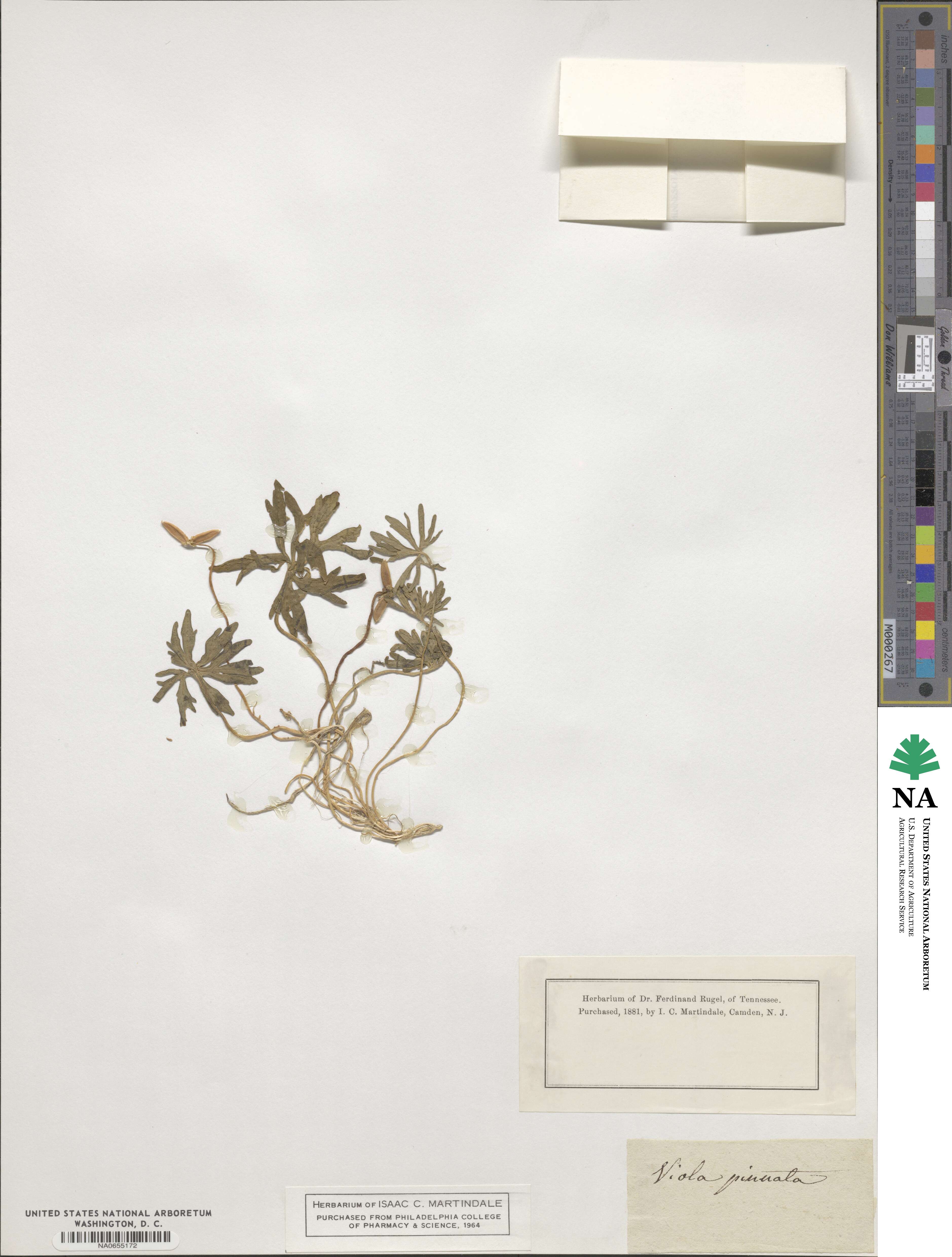 Viola pinnata image