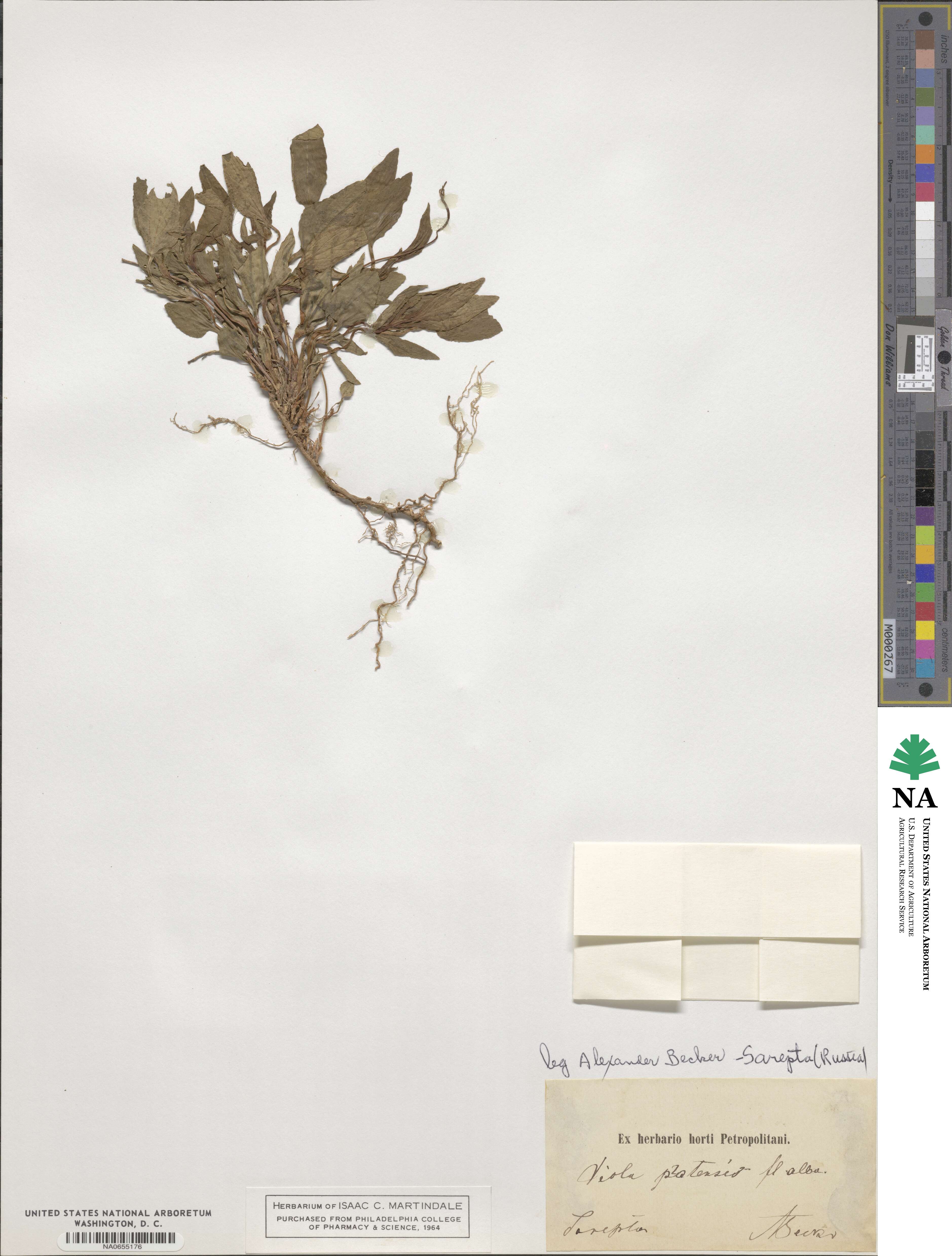 Viola pumila image