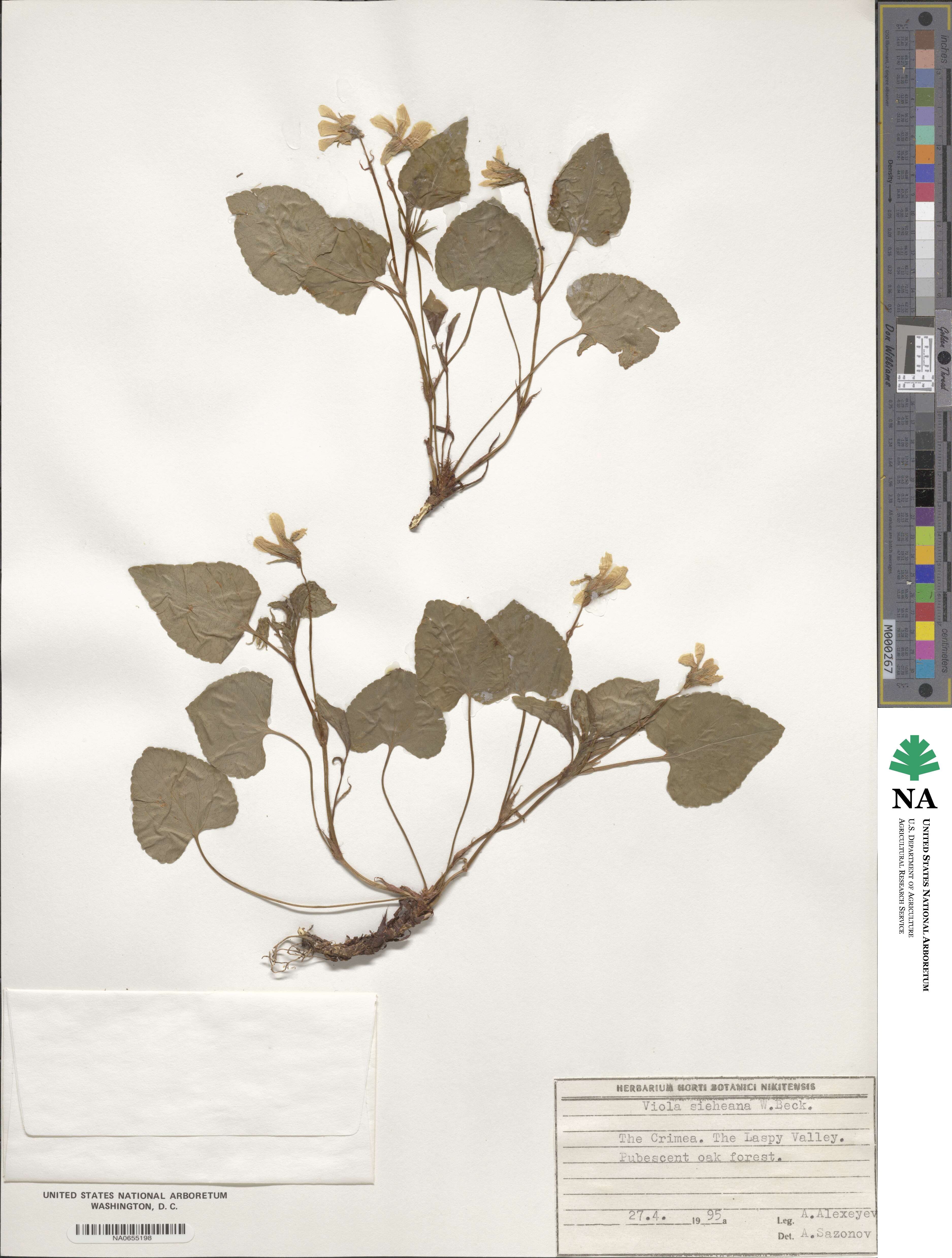 Viola sieheana image