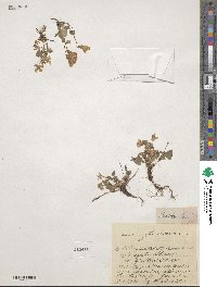 Viola rupestris image