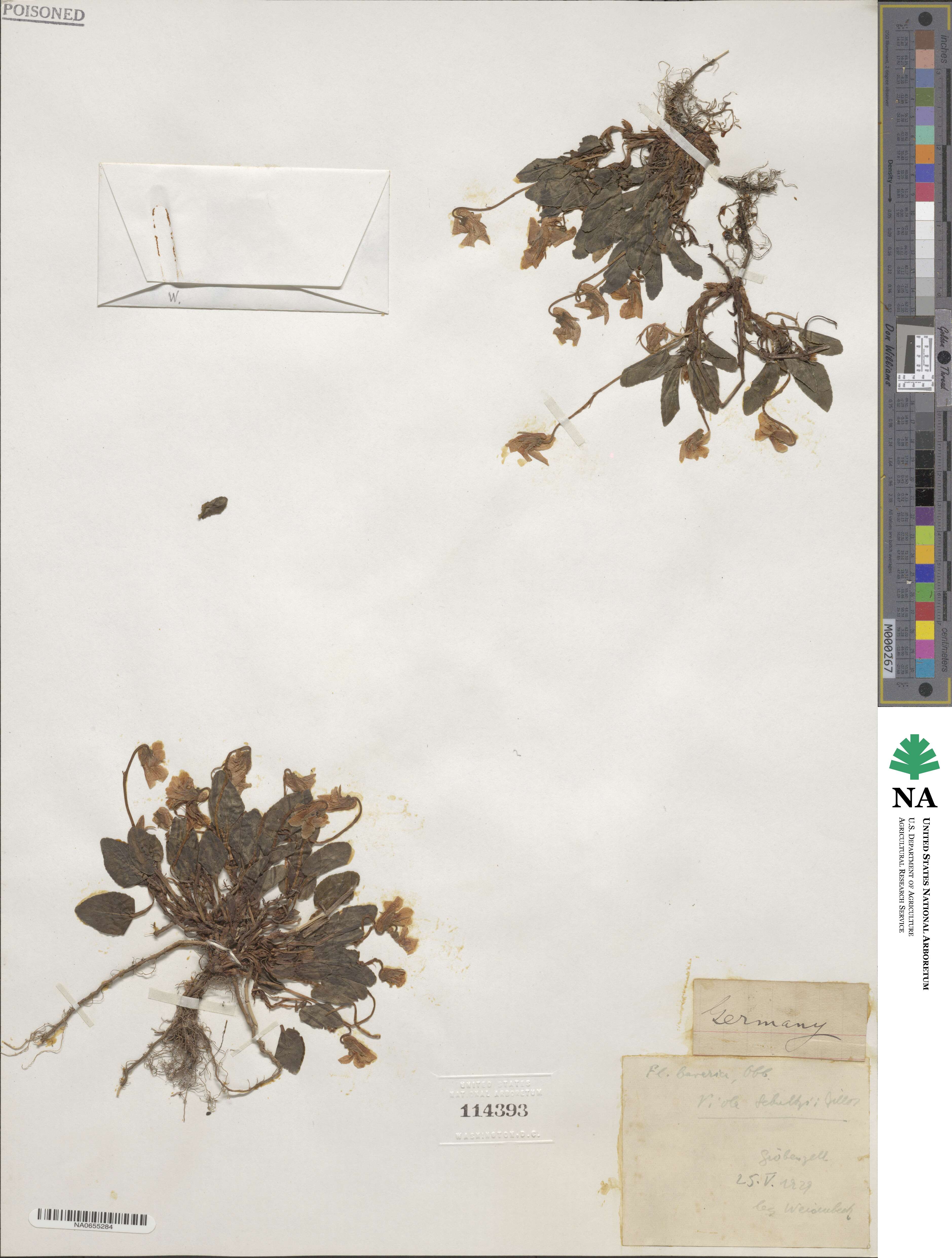 Viola schultzii image