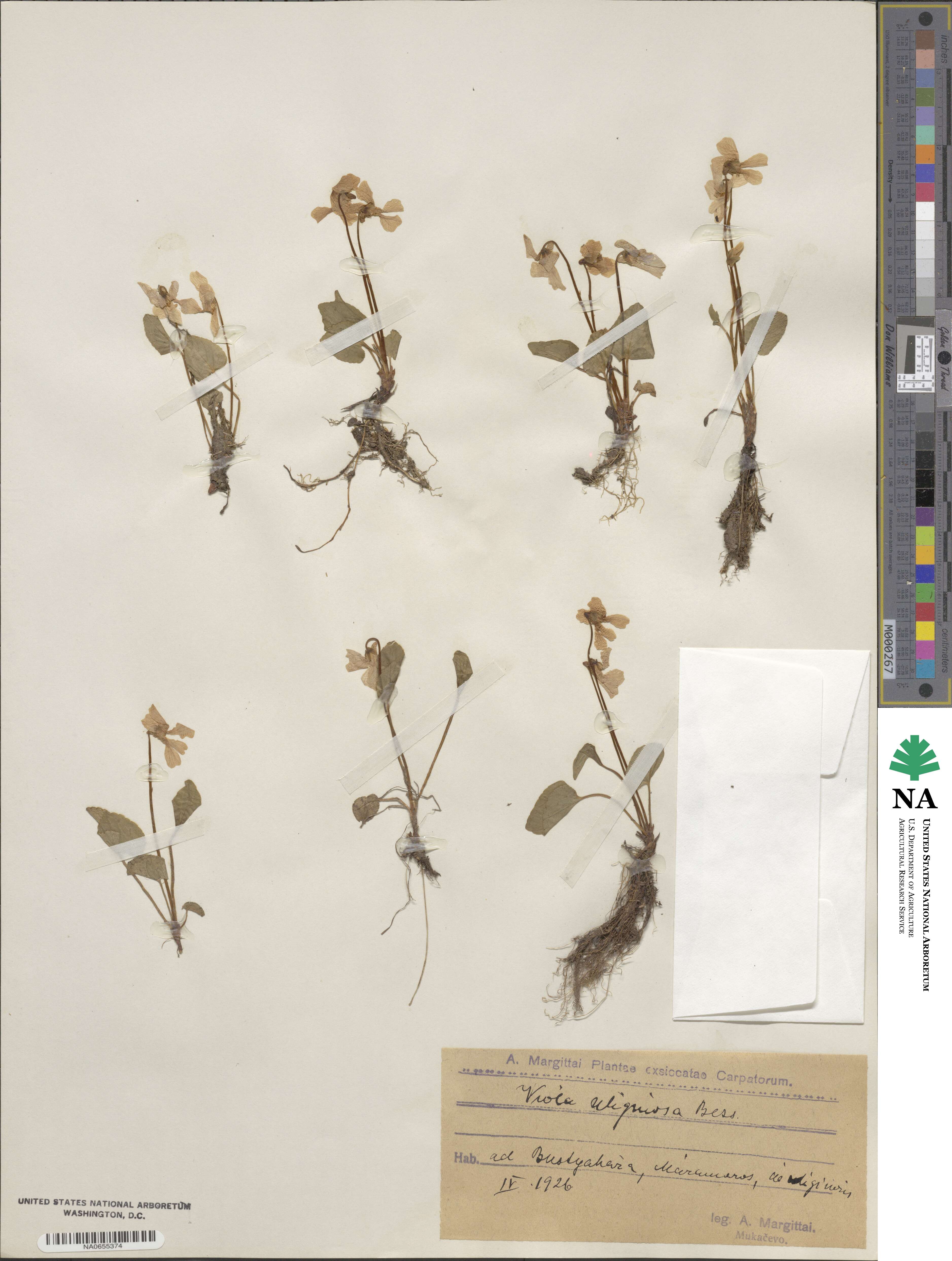 Viola uliginosa image