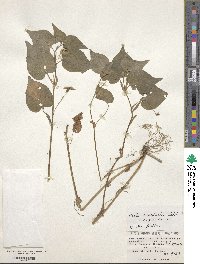 Image of Viola acuminata