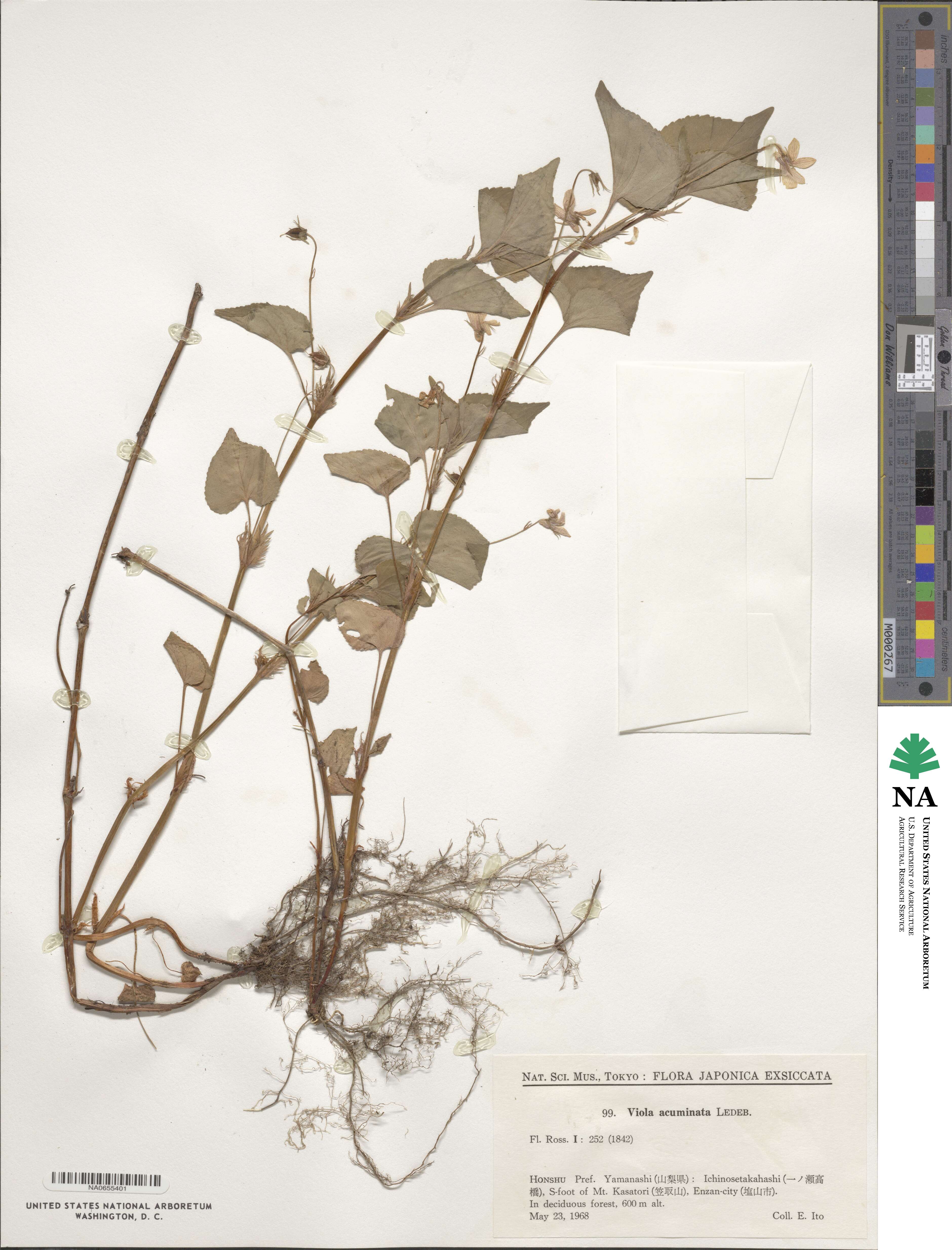 Viola acuminata image