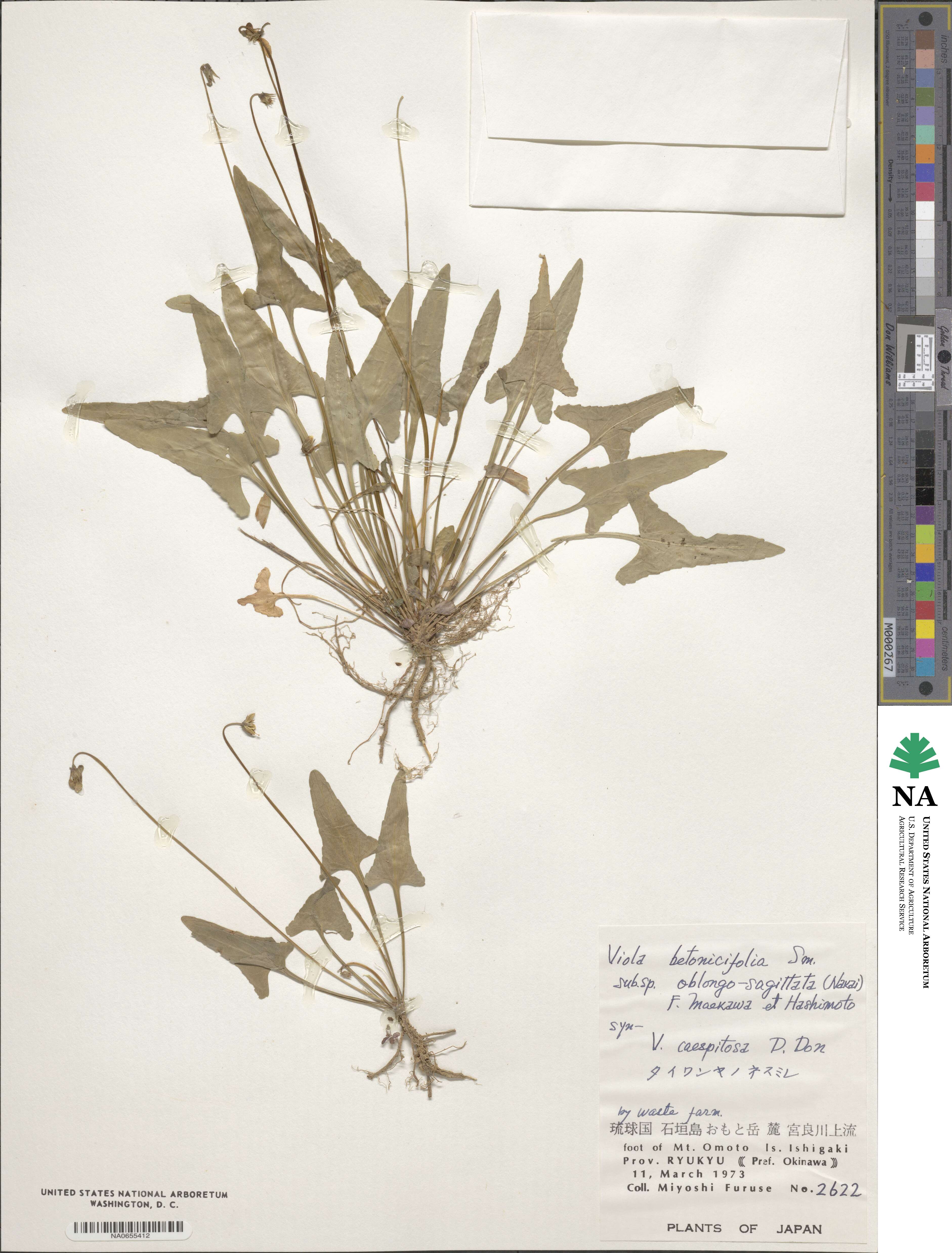 Viola betonicifolia image