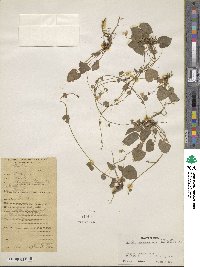 Viola canescens image