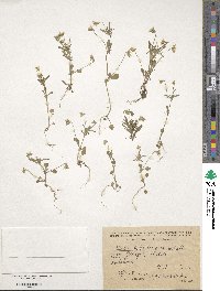 Viola kitaibeliana image