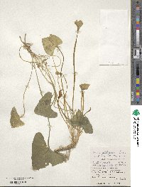 Viola philippica image