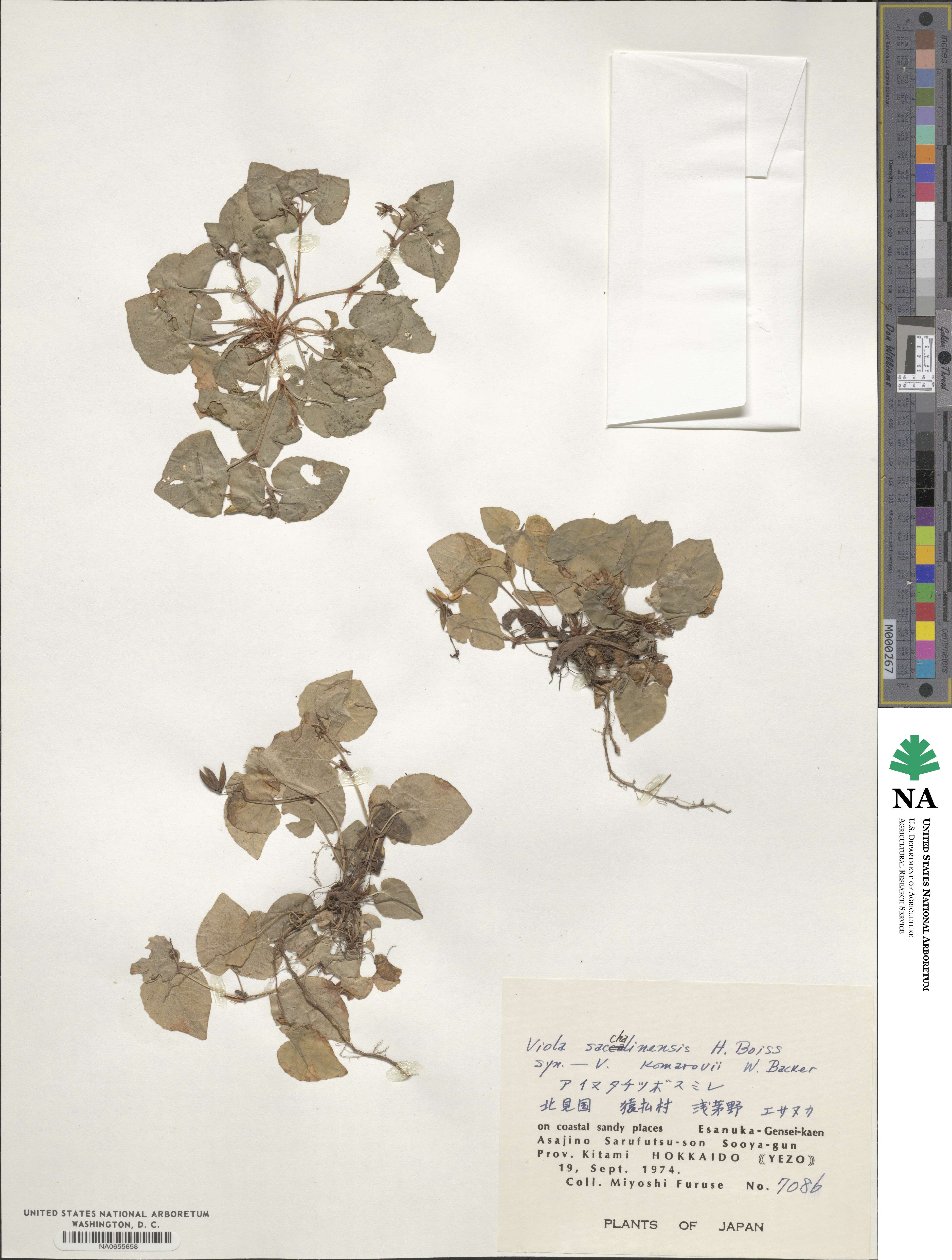 Viola sacchalinensis image