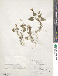 Viola tokubuchiana image