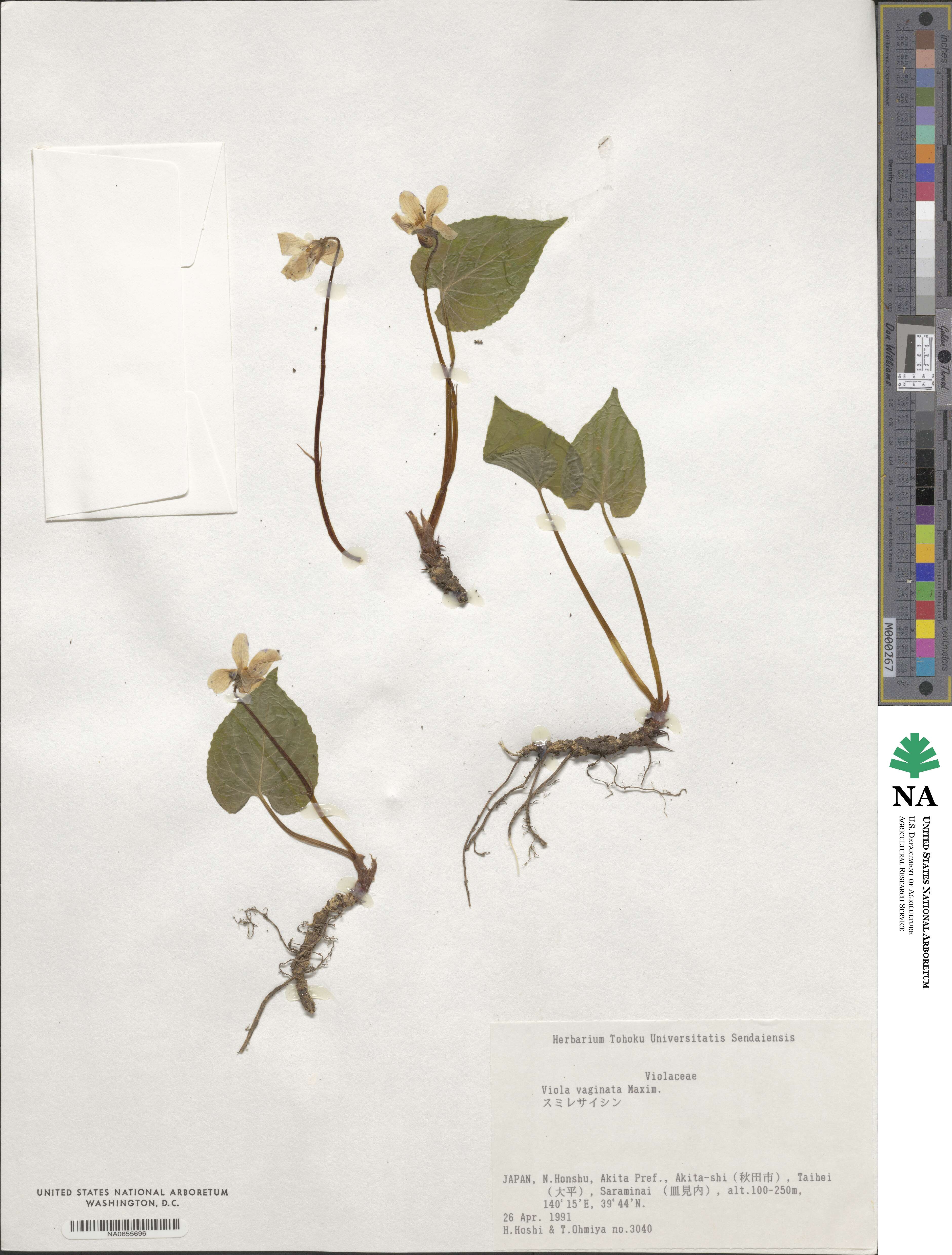 Viola vaginata image