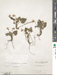 Viola philippica image