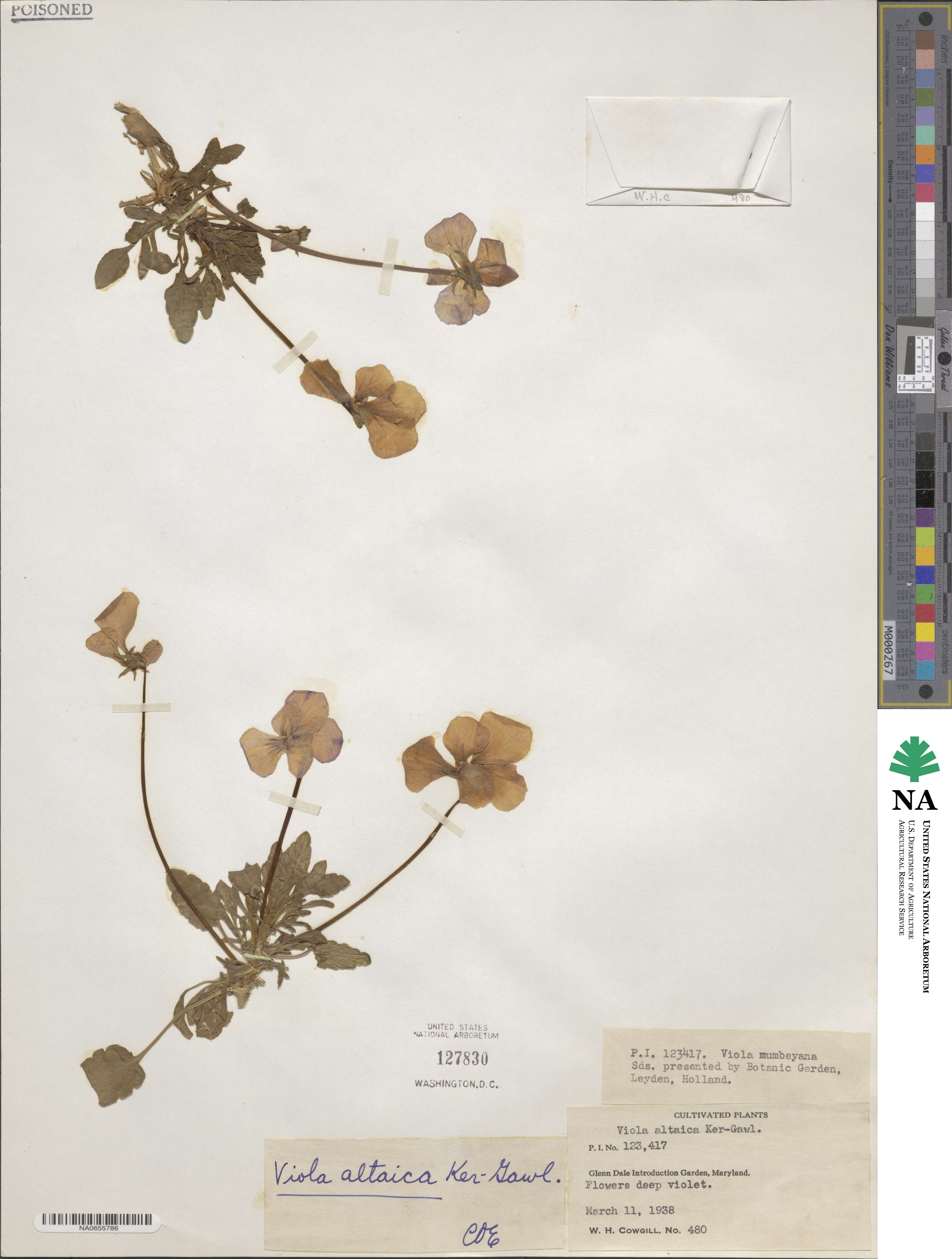 Viola altaica image